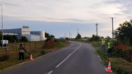 Consiliul Județean Ilfov aplică tratamente de distrugere și combatere a ambroziei (P)