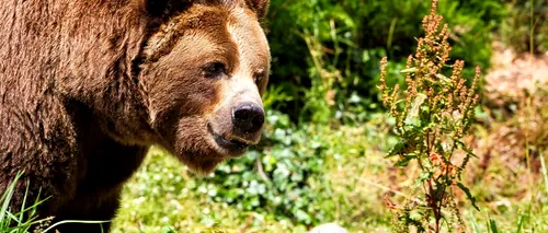 VIDEO | Tanczos despre ursii agresivi: Dacă se poate, ursul trebuie tranchilizat şi relocat, dacă e agresiv, a omorât animale, atunci intervenţia să fie cu armă letală