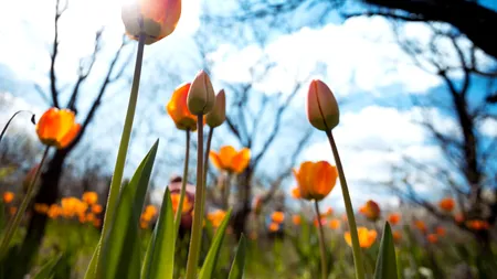 Localnici din Târgu Mureș, prinși că au luat lalele din parc. Amenzile pot ajunge până la 1.000 de lei