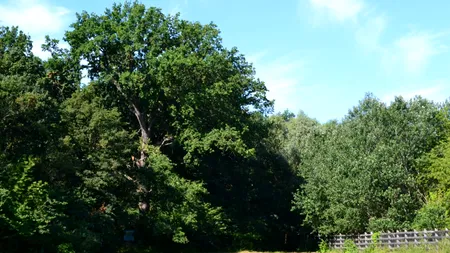 Copacul pe care nu ai voie să-l tai, chiar dacă este la tine în curte. AMENDA ajunge la 10.000 de lei!