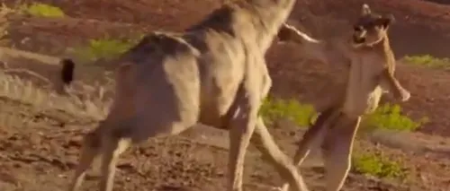 Cum reușește o girafă să scape de atacul unui leu. Un VIDEO incredibil