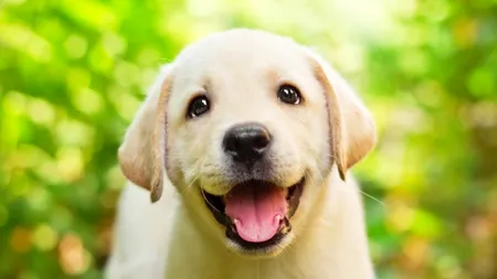 STUDIU. Cum poți înțelege mesajele pe care ți le transmite câinele tău