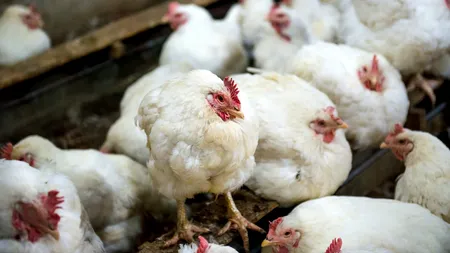 Primul caz de infectare a unui om cu tulpina H10N3 a gripei aviare, confirmat în China