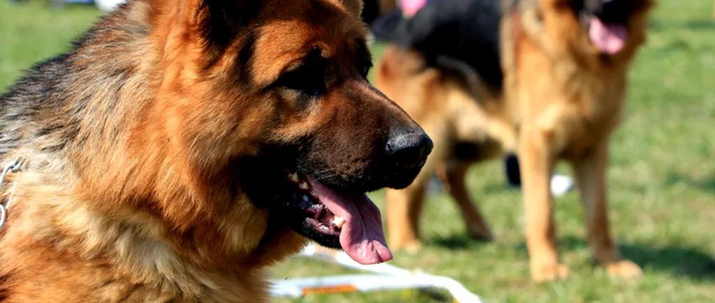 Primul câine din România care detectează mirosul cadaveric de sub apă, cel de sânge și lichid seminal, dresat la Sibiu
