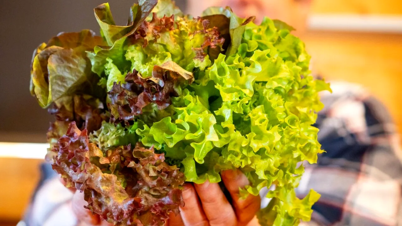 Produsele vegetale care nu pot fi consumate pe durata Postului Paștelui din cauza ingredientelor de origine ANIMALĂ