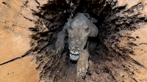 Povestea câinelui care s-a mumificat în trunchiul unui copac - FOTO