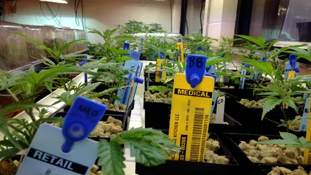 În patria drogurilor, unei fetițe bolnave îi este refuzat tratamentul cu marijuana medicinală. „Este ultima ei șansă