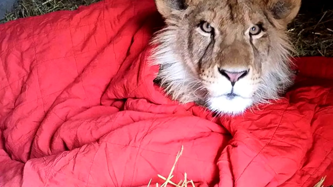 Un pui de leu salvat acum doi ani nu poate adormi fără pătură chiar și după ce a crescut mare