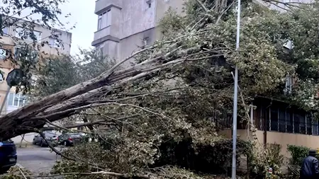 Primarul Vergil Chiţac: O furtună de o asemenea violenţă nu cred că a fost vreodată în Constanţa. Au căzut copaci sănătoşi. Ultimul bilanț