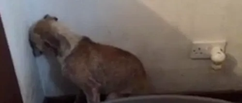 Video emoționant. După ani întregi de abuz, un câine nu îndrăznește să privească decât spre colțul camerei
