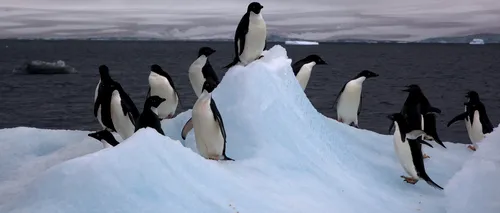 Primăvară în Antartica. S-a înregistrat un nou record de temperatură