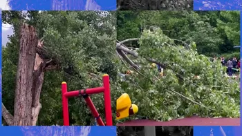 Un copac din Tineretului s-a rupt și a căzut peste un leagăn, în care se afla un copil: „Arborele era verde. Astfel de fenomene nu pot fi anticipate”