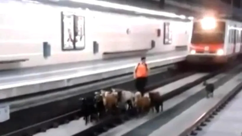 Se întâmplă în Spania: o turmă de capre a intrat într-o stație de metrou 