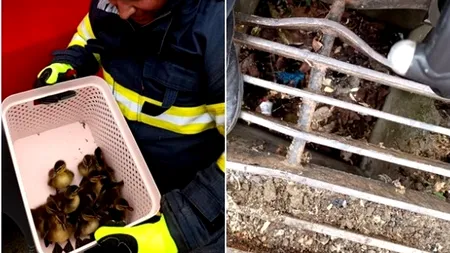 Pompierii constănțeni, intervenție atipică. 10 rățuște, salvate dintr-o gură de scurgere