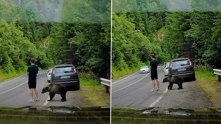 Imagini ireale pe Transfăgărășan. Un turist, la un pas să fie atacat de urs. Bărbatul nu a văzut animalul care îl adulmeca