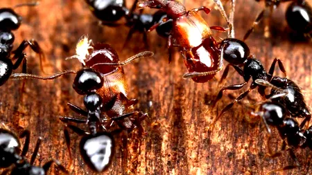 O mică insectă a ajuns să fie vândută cu 220 de dolari. Colecționarii din întreaga lume le „vânează”