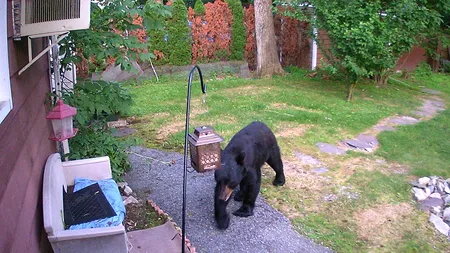 Imaginile zilei: Un câine curajos apăra casa vecinilor de un urs flămând - VIDEO 