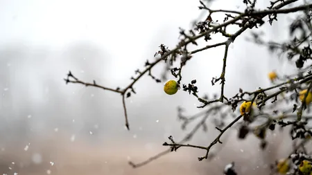 ANM a dat prognoza pe toată luna ianuarie. Vreme neobișnuită pentru această perioadă și temperaturi peste medie