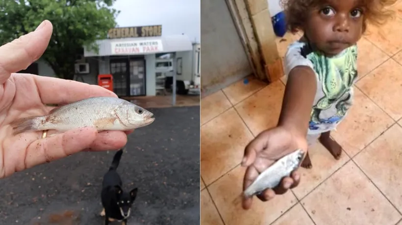 Orașul din Australia unde PLOUĂ cu pești! Cum explică specialiștii fenomenul