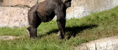 Două gorile de la o grădină zoologică din California au fost depistate cu COVID-19