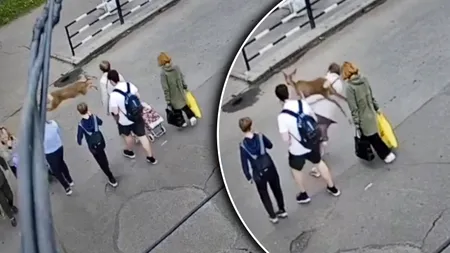Momentul când o căprioară lovește o pensionară pe o trecere de pietoni în Ucraina