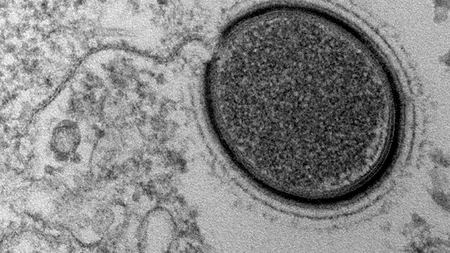 Descoperire uimitoare în solurile înghețate din Siberia: ''gigantul'' pe care cercetătorii l-au trezit la viață