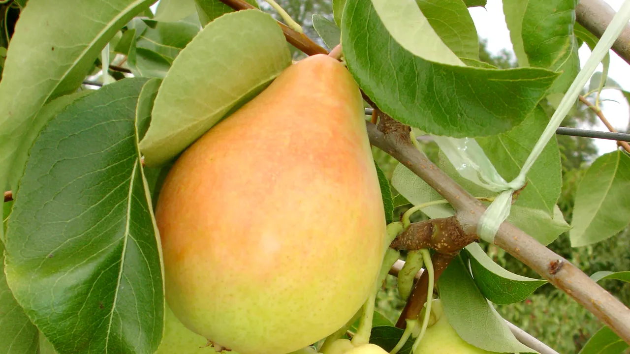 5 motive pentru care e indicat să consumăm pere