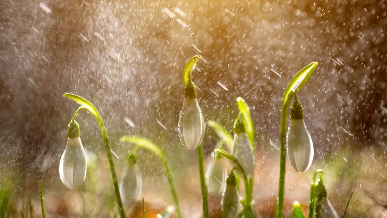 Ce înseamnă, de fapt, dacă plouă în ziua ta de Babă. Mulți interpretează complet greșit acest fenomen