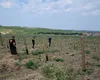 Furturi repetate la Crama Gramma. „Au smuls tot ce au prins și au fugit”