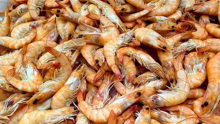 Creveții de apă dulce, plini de droguri. Cercetătorii au descoperit urme mari de cocaină și ketamină