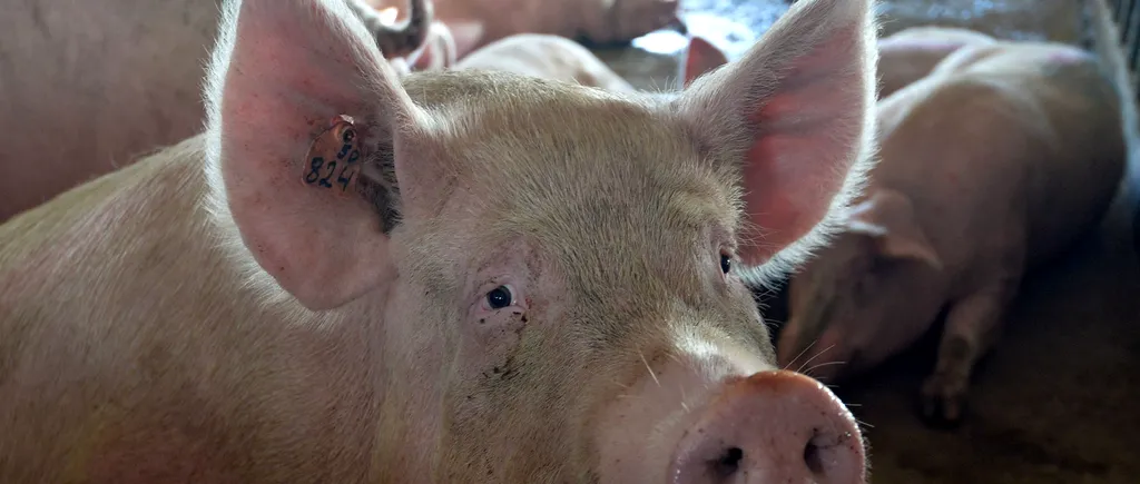 Trei hoți au fost prinși după ce au furat carne de PORC dintr-o societate grav afectată de PESTA porcină, din Brăila
