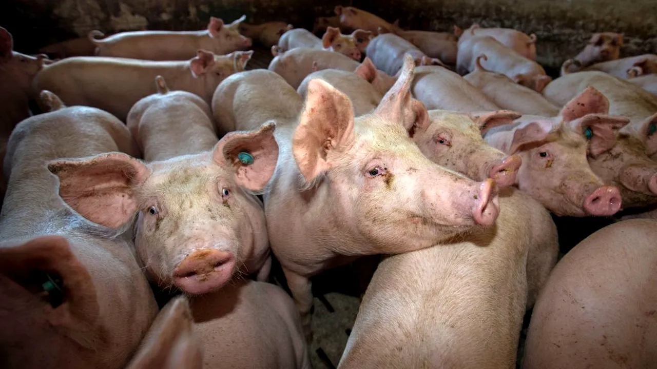 ANSVSA: Încep controalele în trafic, cu Poliția Română, în cazul transporturilor ilicite de porci 