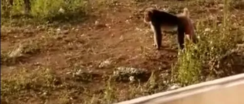 Apariție neașteptată: O maimuță a ajuns în curtea unei case din Sectorul 5 al Capitalei