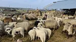 Zeci de miei suspecți de pestă au dispărut fără urmă în Alba. Anunțul Autorității Sanitar-Veterinare