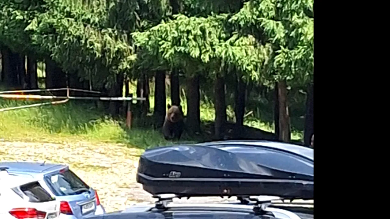 Un urs a fost văzut pe un traseu din munții Ciucaș / Salvamont: „Este atras de gunoaiele lăsate în pas și NU ARE FRICĂ de om”