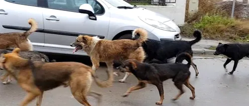 Orașul mare din România invadat de câini: Mai nou sar și la mașini