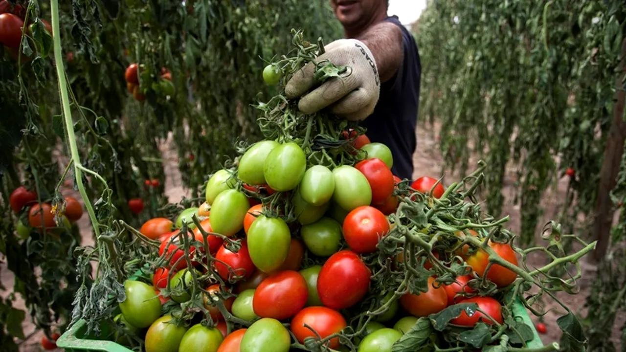 Londra a închis un program de recrutare a est-europenilor, decizia fiind contestată de fermieri