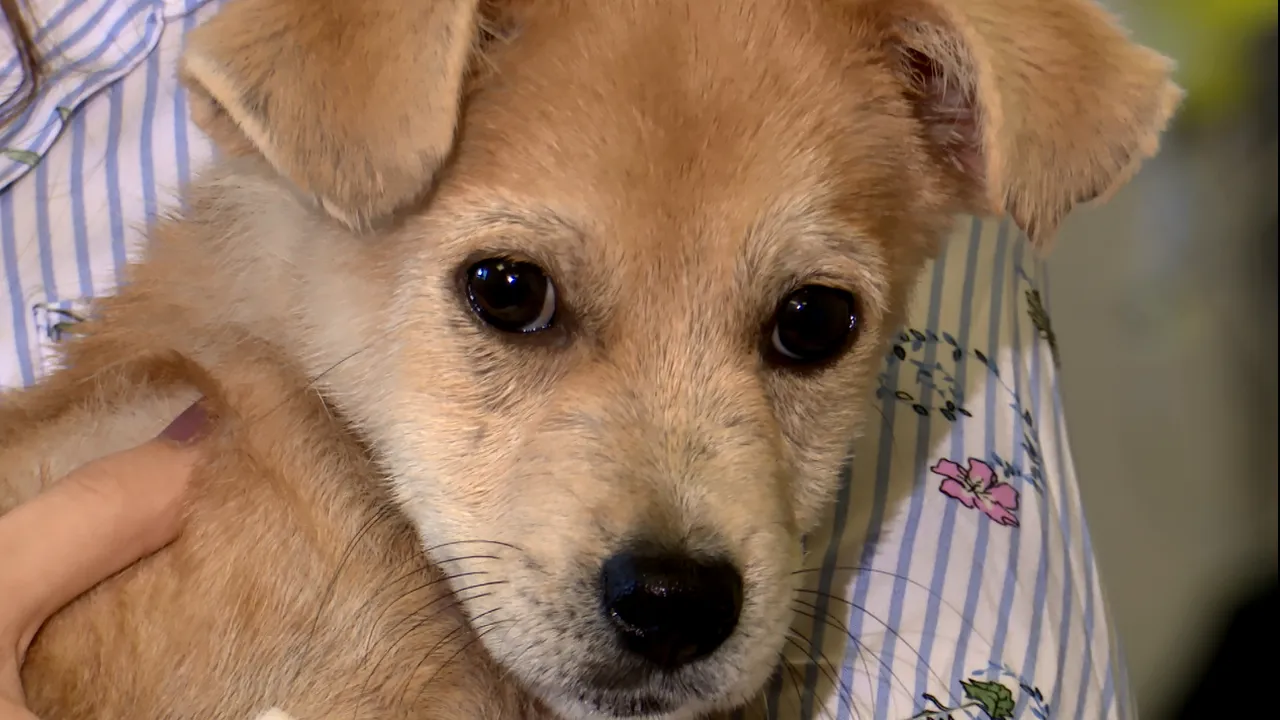 #cugandullaanimale. Proiect inedit implementat de Primăria Capitalei: Elevii vor învăța despre animale / Când învățăm copiii să aibă respect față de animale, vom obține o societate cu adulți care știu ce este compasiunea