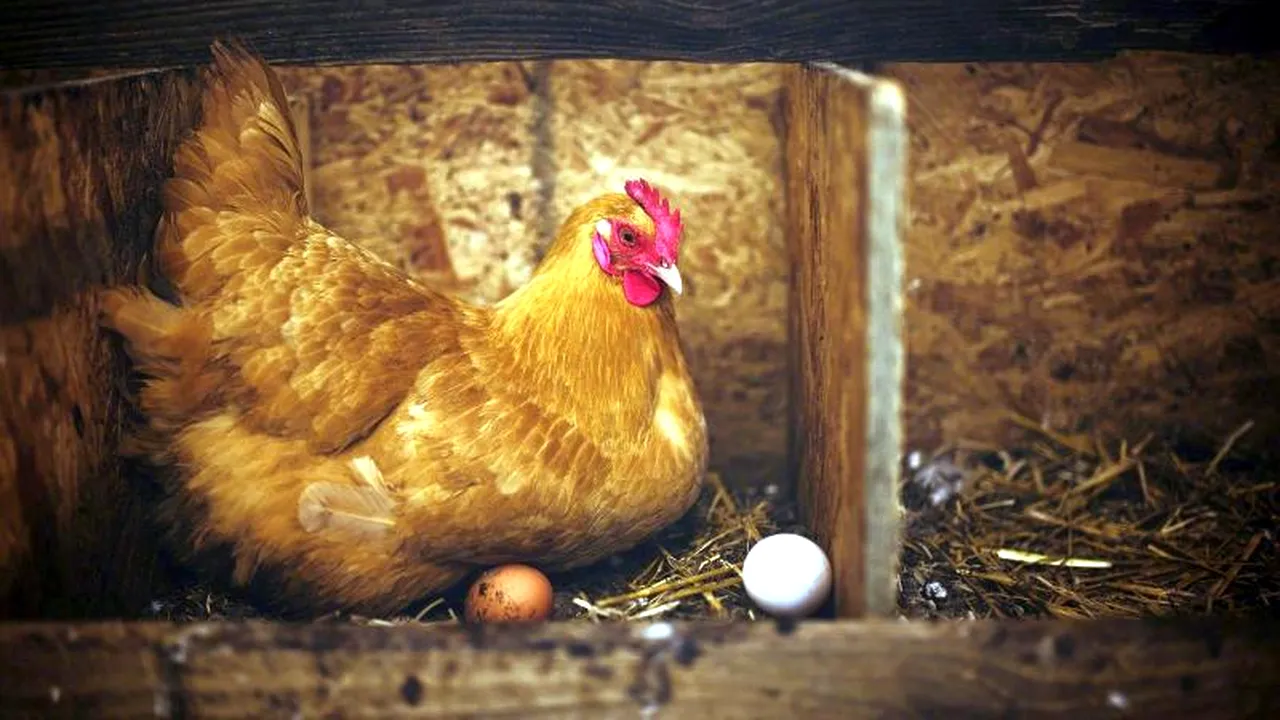 Maramureș: Mii de păsări din ferma în care a fost diagnosticată gripa aviară vor fi omorâte