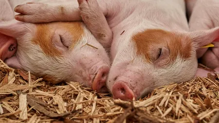 ANSVSA: În condițiile extinderii pestei porcine în UE, harta restricțiilor suferă modificări