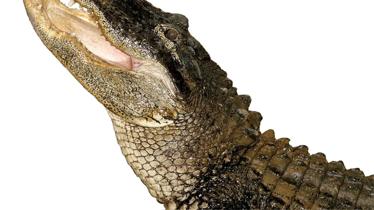 Un crocodil refuză să mănânce după ce a înghițit un telefon mobil, care a sunat un timp în burta lui