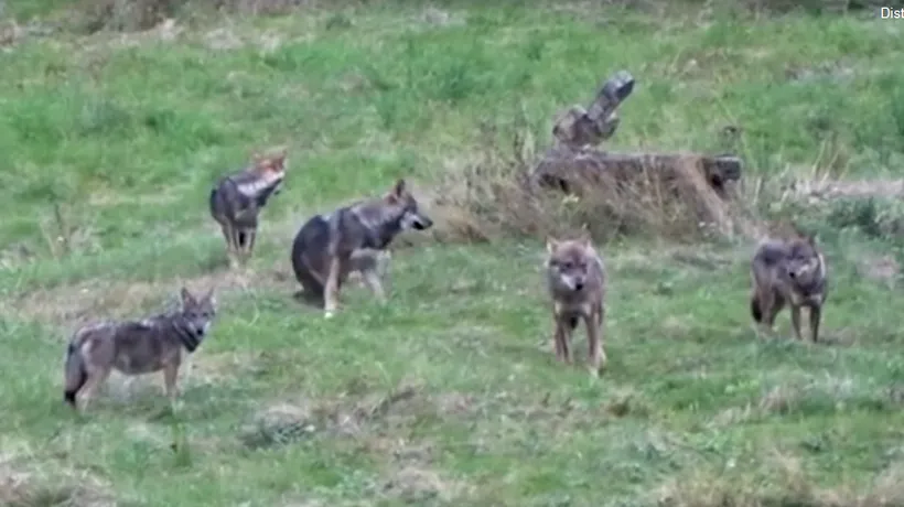 O haită de lupi a fost filmată în pădurile din Neamț! Imagini extraordinare cu animalele sălbatice surprinse ziua în amiaza mare! VIDEO