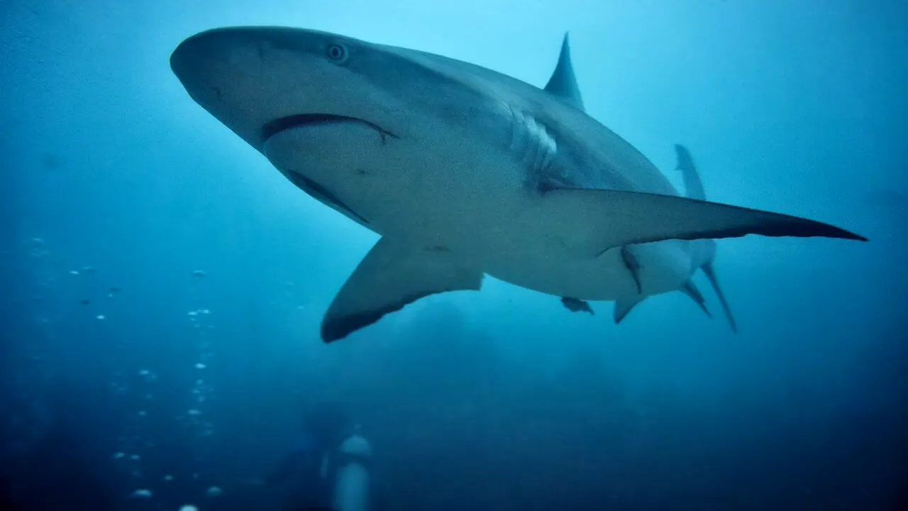 Moarte cumplită pentru Manuel Lopez. Un rechin alb l-a ucis sub ochii îngroziți ai martorilor