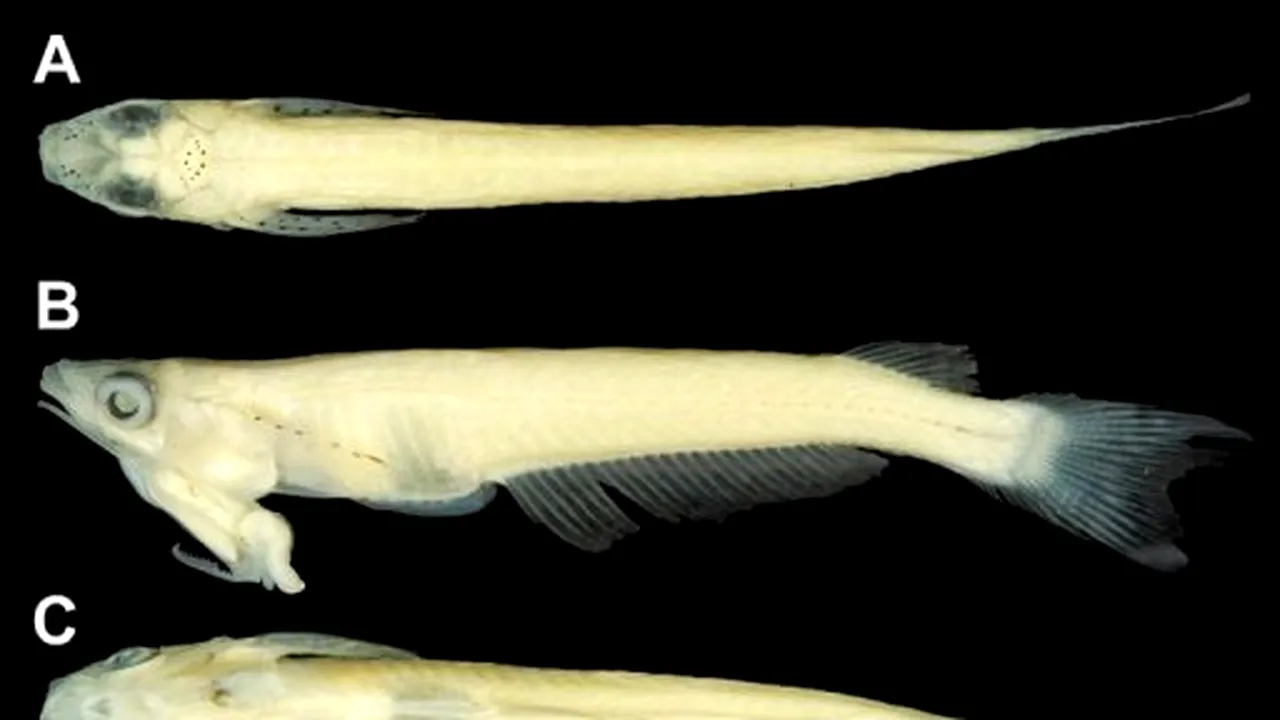 Un pește al cărui penis este situat la nivelul gâtului, descoperit în Vietnam