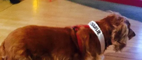 Câinele care a supraviețuit atacului terorist de la Charlie Hebdo este mascota revistei: „Am auzit focurile din stradă și apoi pașii mărunți ai cățelușei Lila