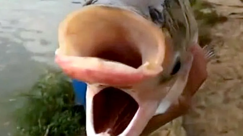 Nu e făcătură! A fost prins peștele Cernobîl. Are două capete, două guri și 4 ochi!