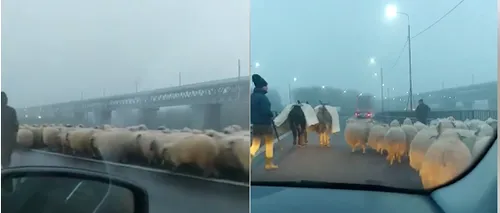 Autostrada Soarelui, blocată de oi și măgari. Ciobanul, amendat cu aproape 5000 de lei - VIDEO