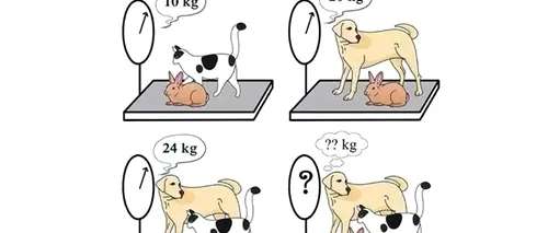 Test de inteligență | Câte kilograme au câinele, pisica și iepurele, împreună?