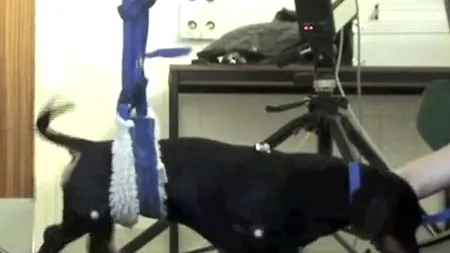 Un tratament folosit cu succes pentru câinii paralizați ar putea avea efect și în cazul oamenilor. VIDEO