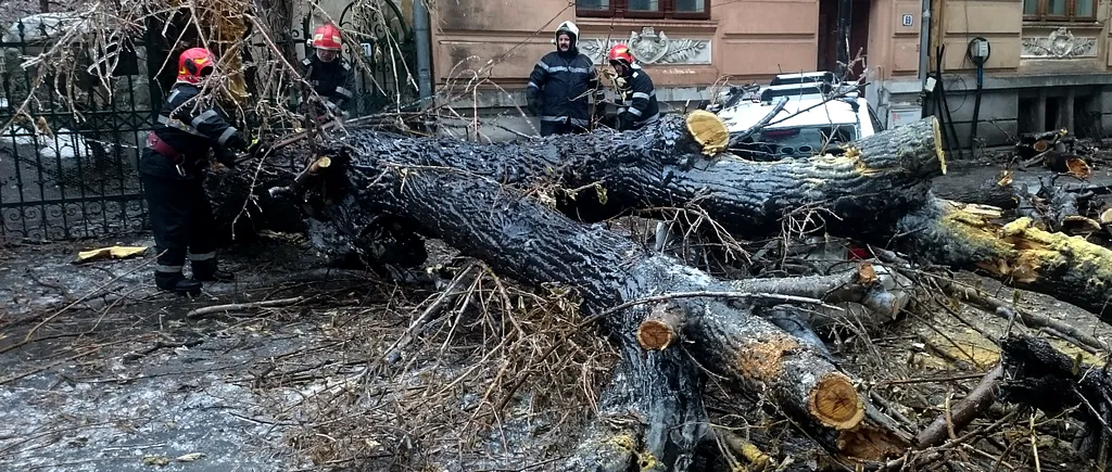 Copaci doborâți de vânt în București: Trei adulți și un copil au ajuns la spital / Mai multe mașini au fost avariate